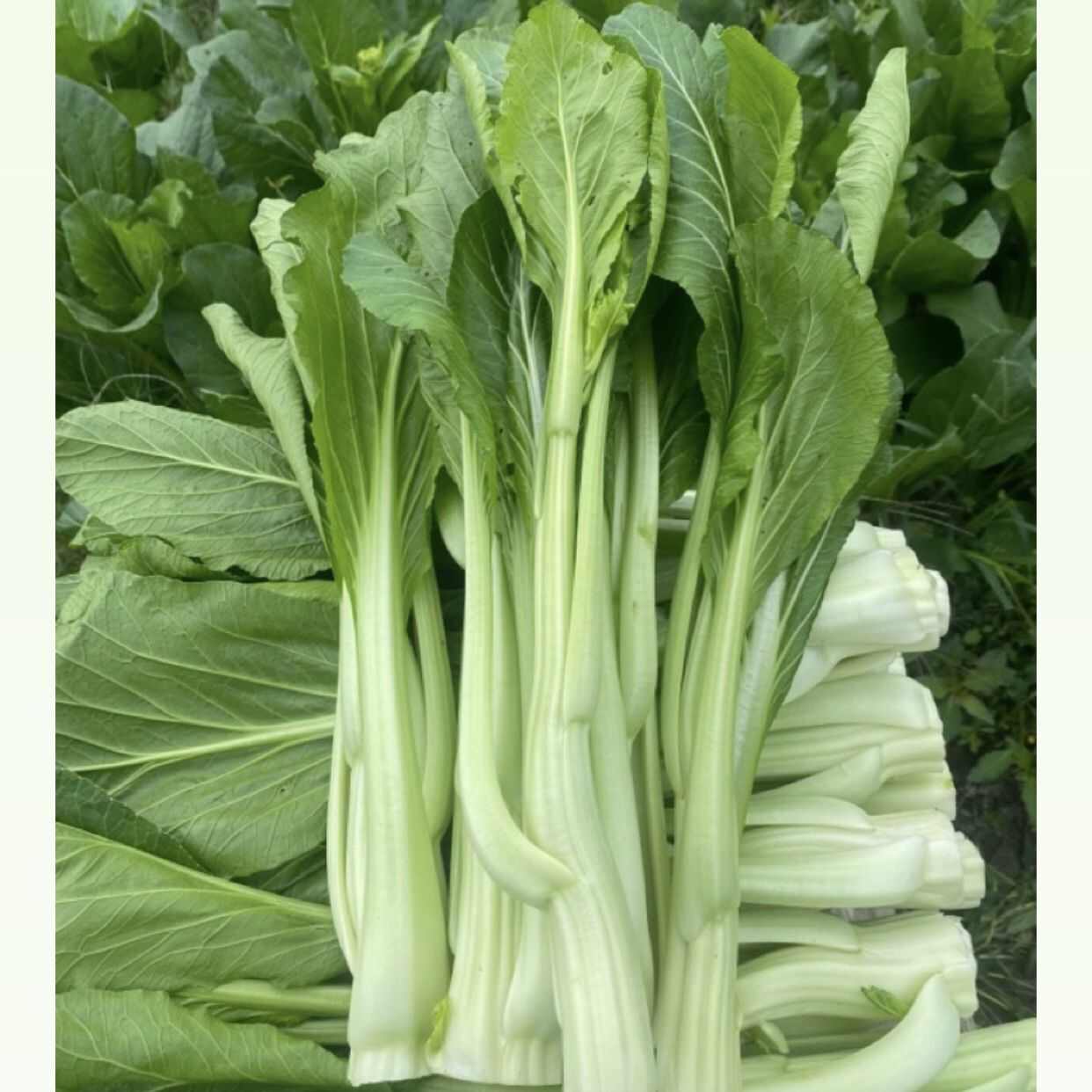 连州菜心种子秋冬季种植高产蔬菜种子大全