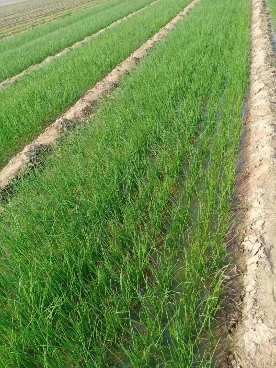 基地洋葱苗，一手货源，现挖现发，价格合适