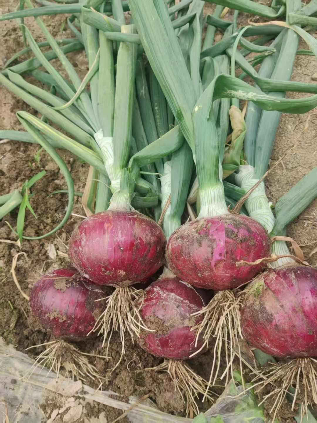 基地洋葱苗，一手货源，现挖现发，价格合适