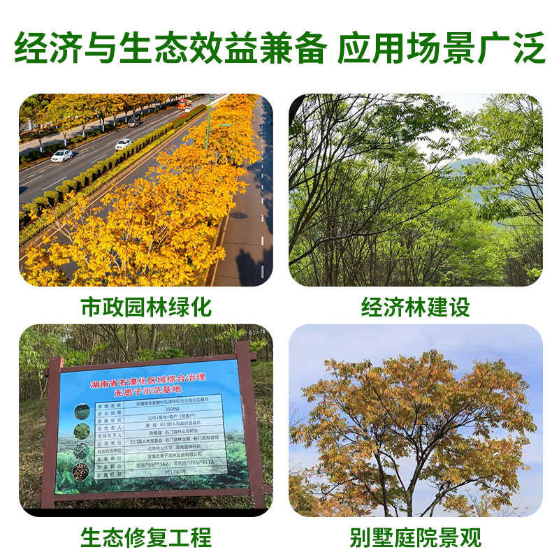 无患子树胸径10-12CM