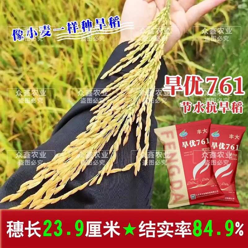 浓香型水稻种子旱稻种子水旱两用旱优716国审杂交旱稻厂家直发