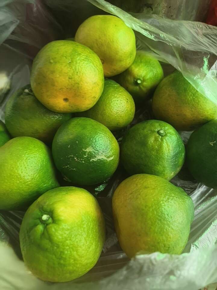 常德石门早熟橘子