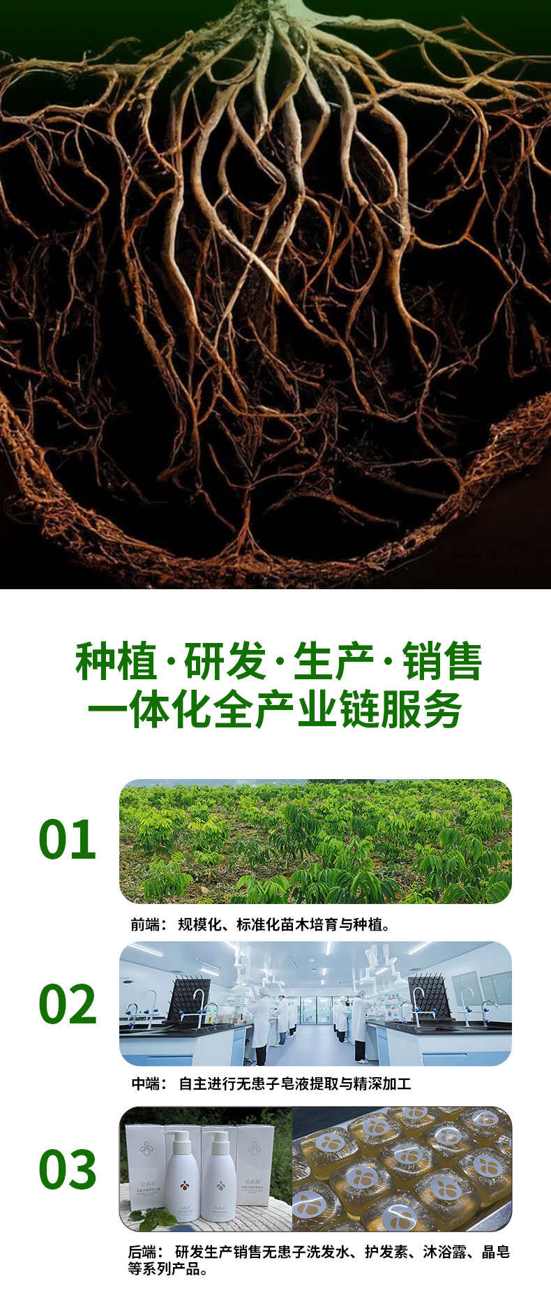 无患子树胸径10-12CM