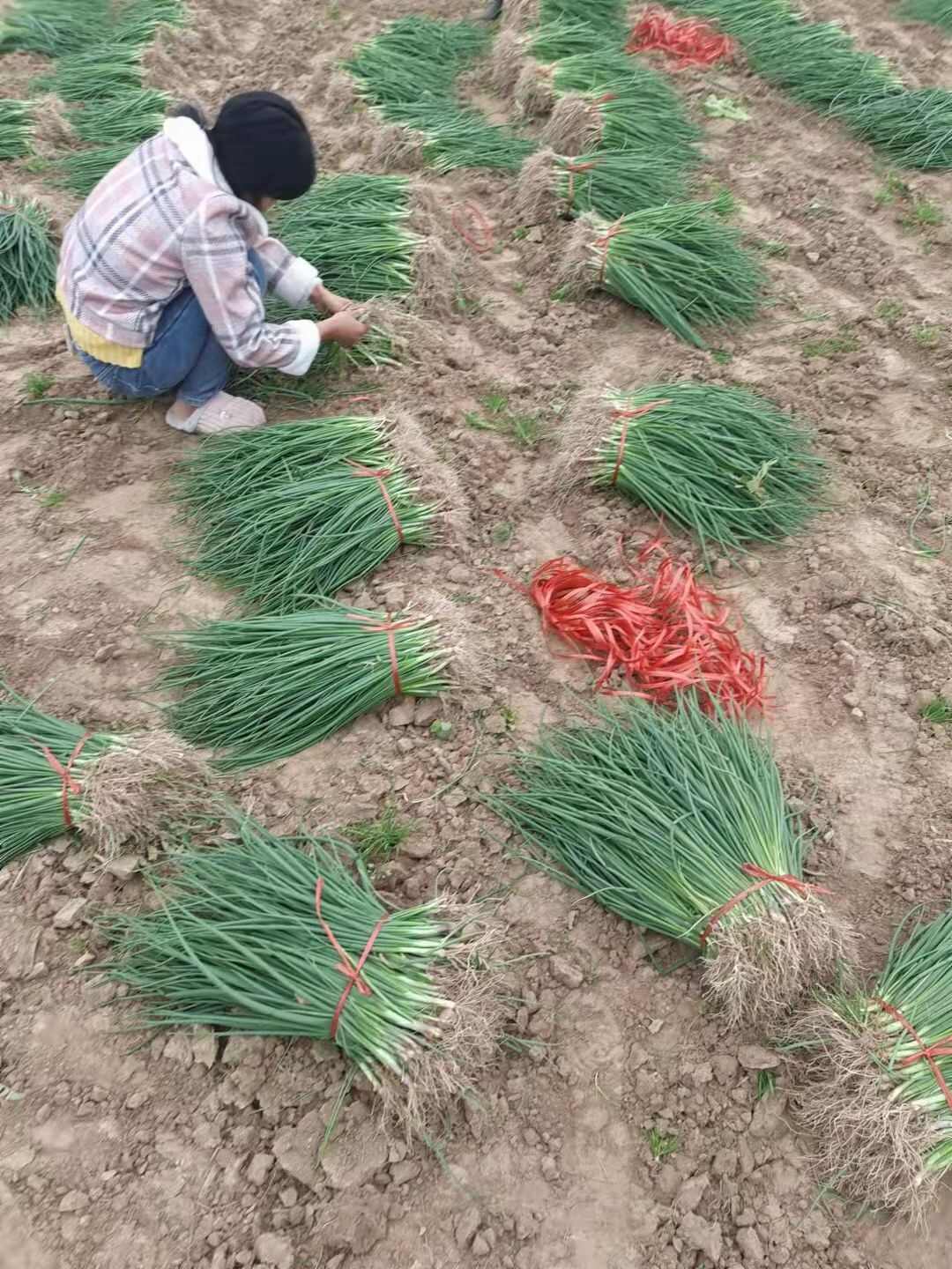 秦红宝、河西二红洋葱苗，现挖现发，一手货源无土无杂，全国发货