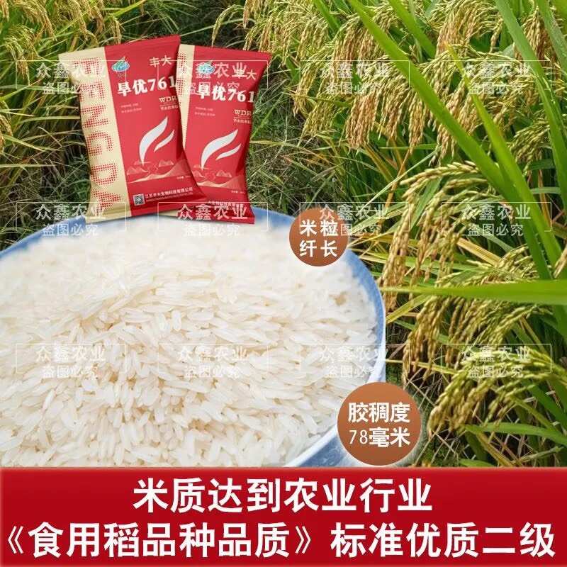 浓香型水稻种子旱稻种子水旱两用旱优716国审杂交旱稻厂家直发