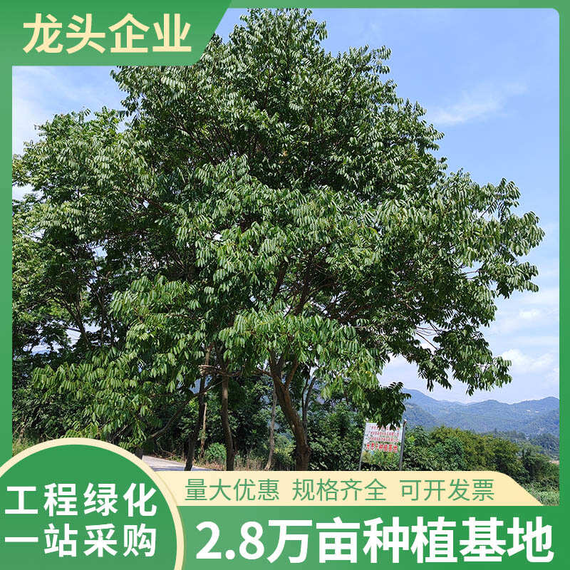 无患子树胸径10-12CM