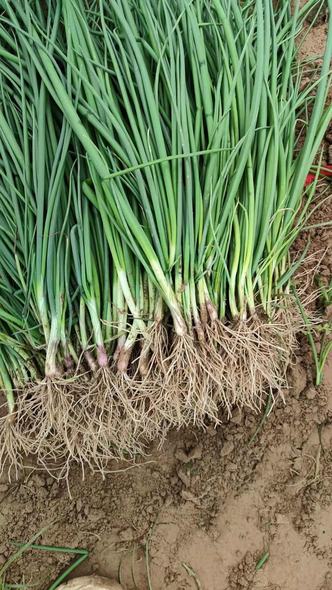基地洋葱苗，一手货源，现挖现发，价格合适