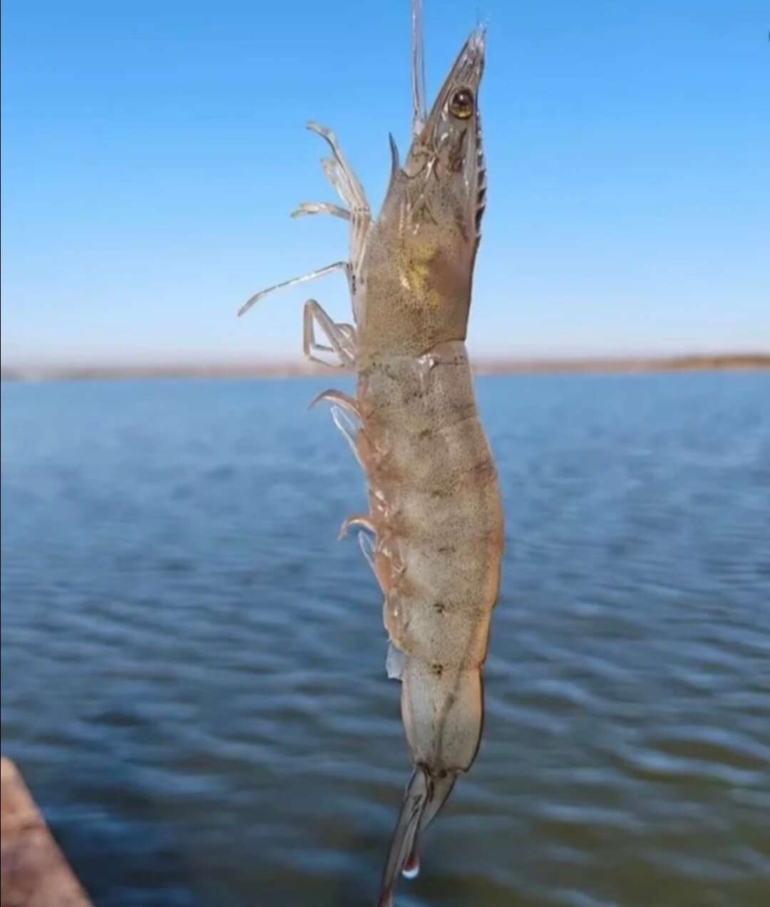 王 牌白虾3040规格1.5kg/盒