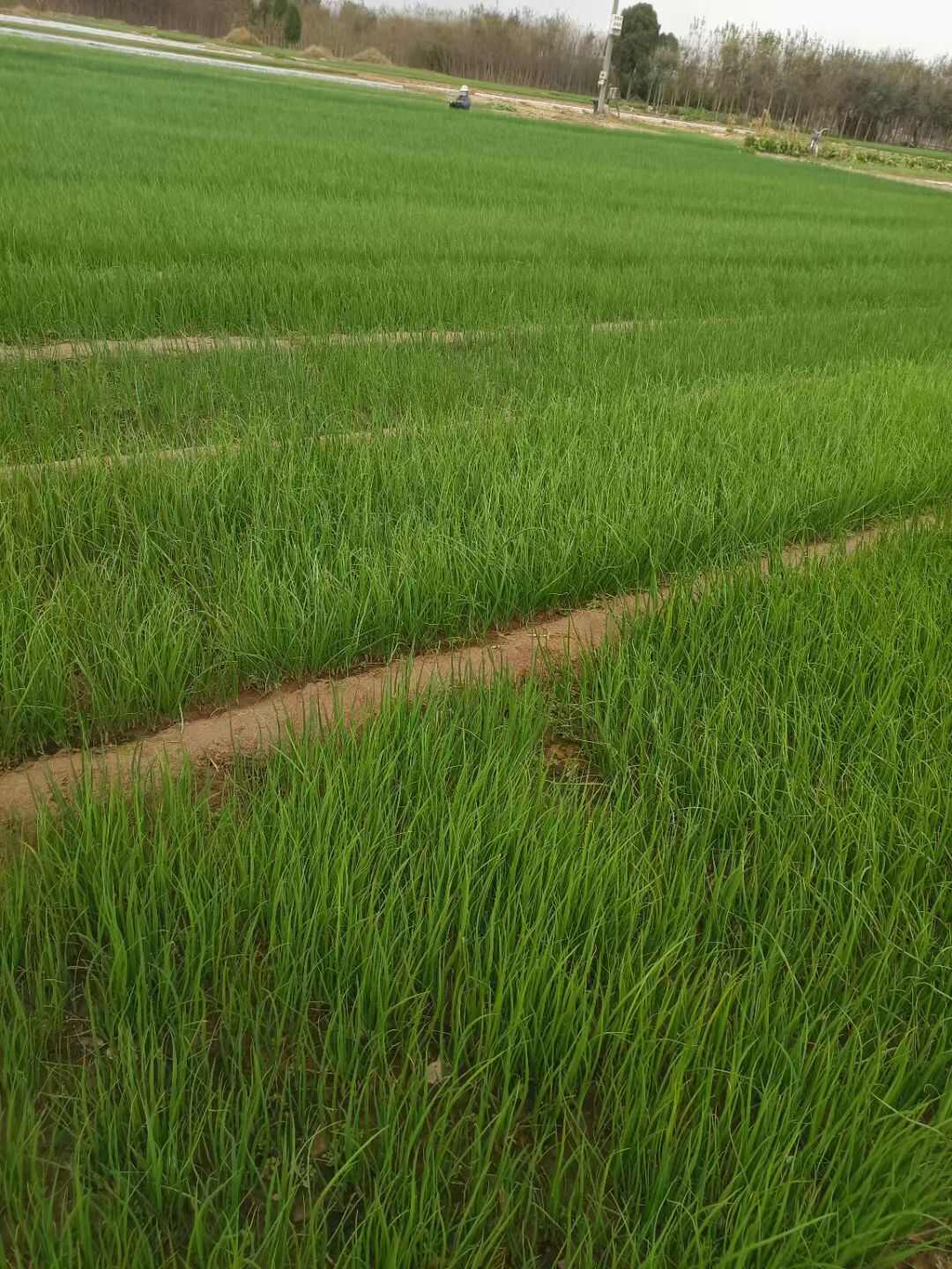 秦红宝、河西二红洋葱苗，现挖现发，一手货源无土无杂，全国发货