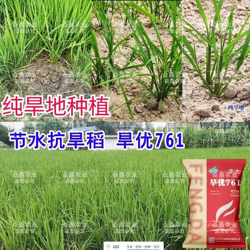 浓香型水稻种子旱稻种子水旱两用旱优716国审杂交旱稻厂家直发