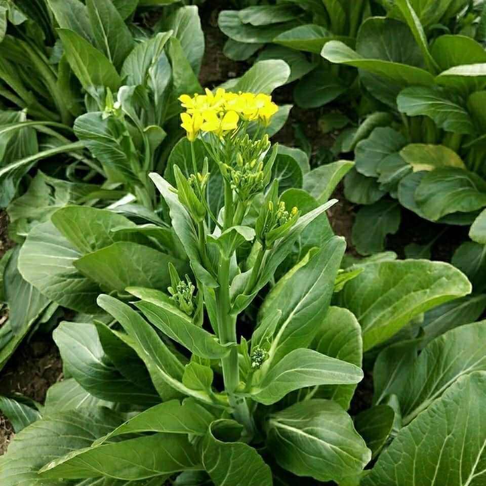 连州菜心种子秋冬季种植高产蔬菜种子大全