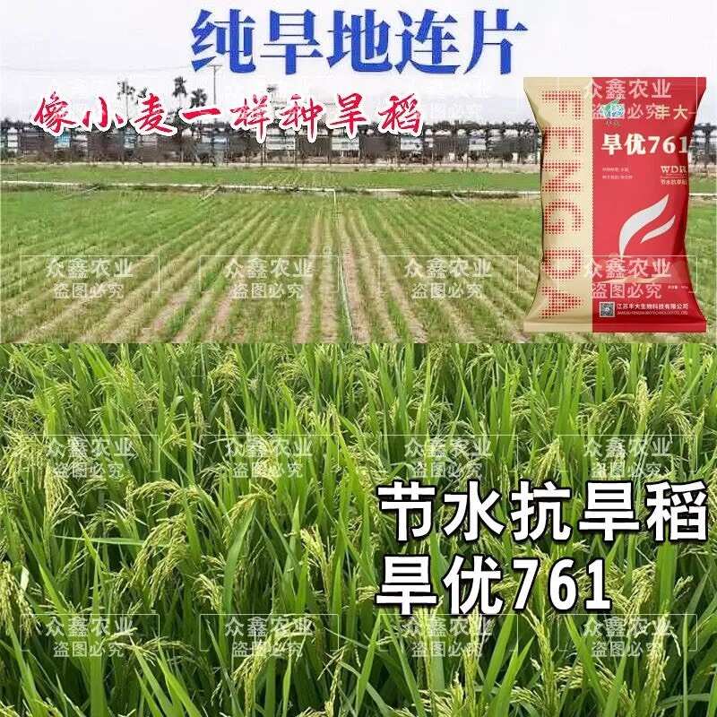 浓香型水稻种子旱稻种子水旱两用旱优716国审杂交旱稻厂家直发