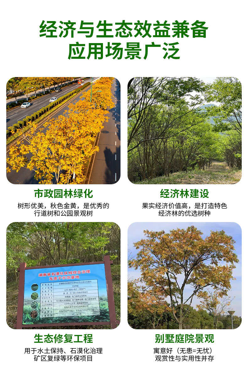 无患子树胸径10-12CM
