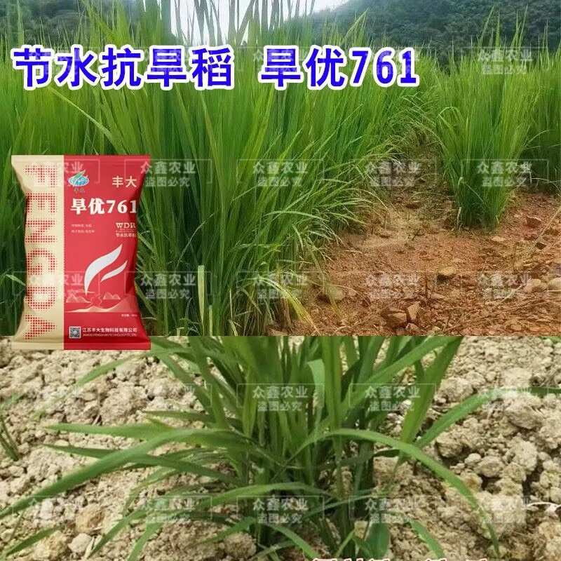 浓香型水稻种子旱稻种子水旱两用旱优716国审杂交旱稻厂家直发
