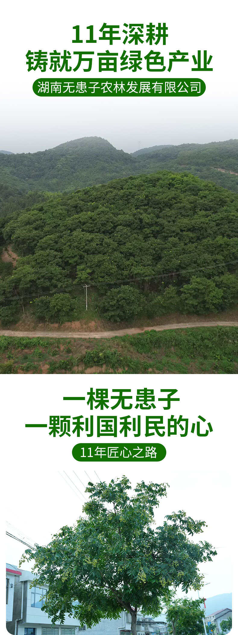 无患子树胸径10-12CM