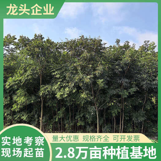 无患子树苗150-180CM