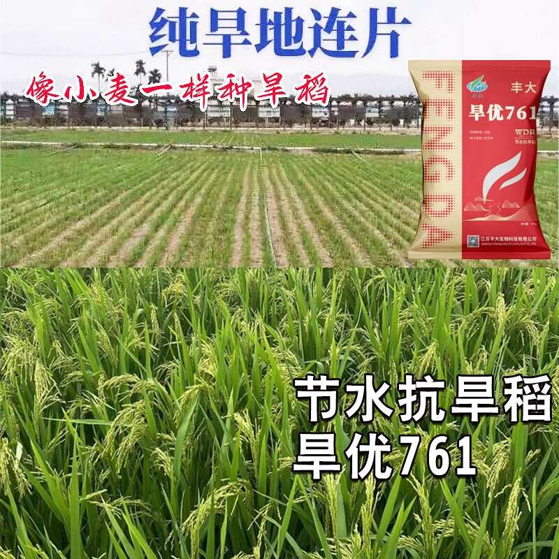 浓香型水稻种子旱稻种子水旱两用旱优716国审杂交旱稻厂家直发