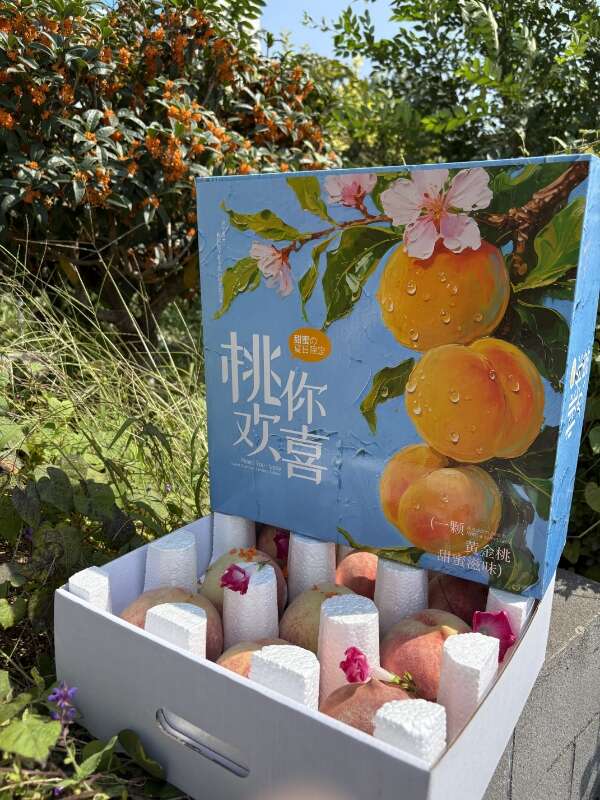 【晚熟秋桃！甜度高】山东金秋红蜜桃现摘现发头茬果