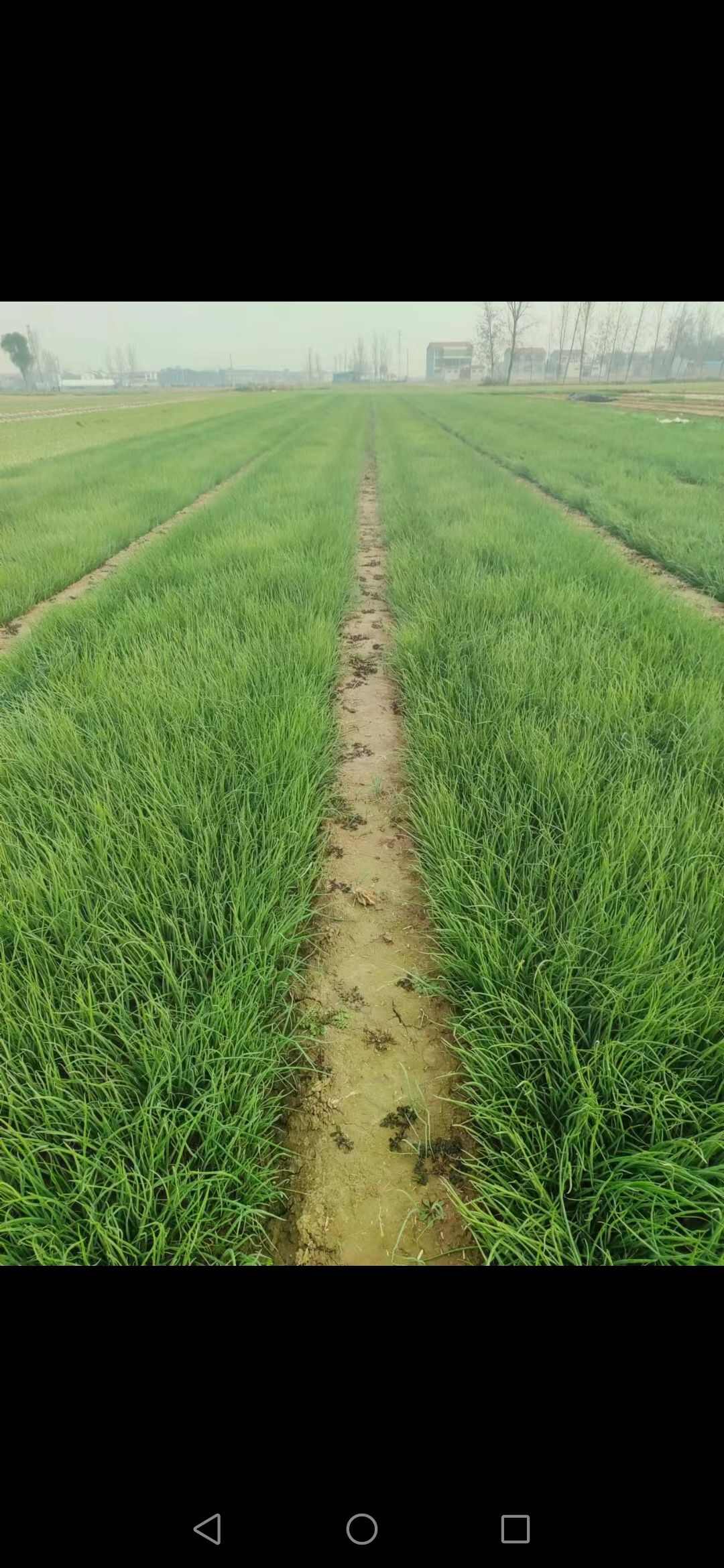 基地洋葱苗，一手货源，现挖现发，价格合适
