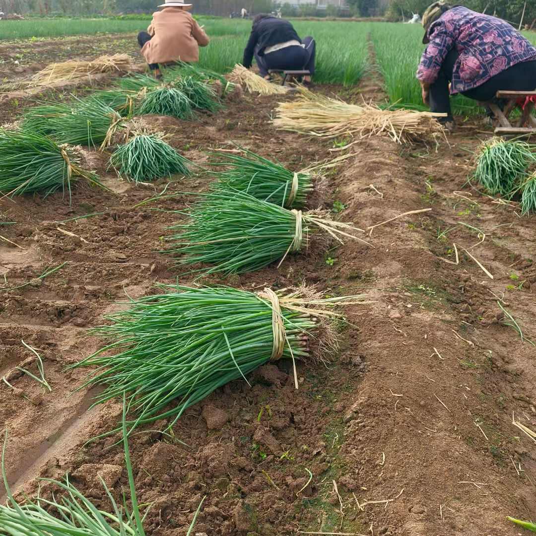 基地洋葱苗，一手货源，现挖现发，价格合适