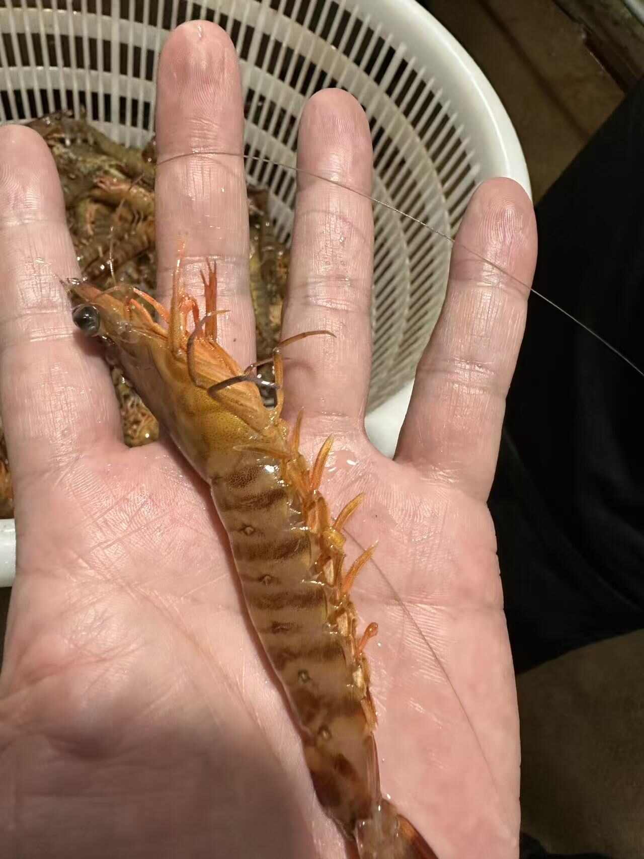 活冻斑节虾