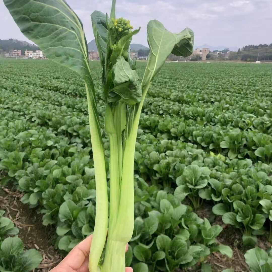 连州菜心种子秋冬季种植高产蔬菜种子大全