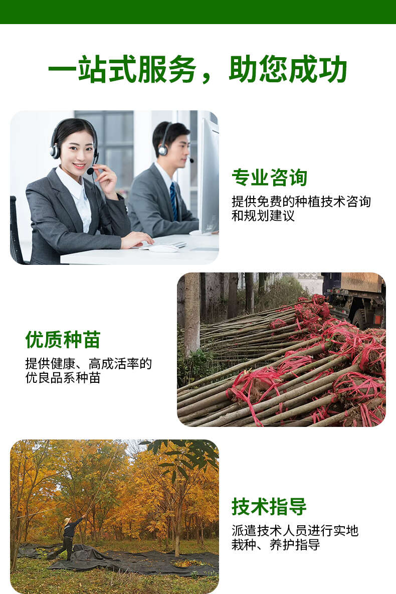 无患子树胸径10-12CM