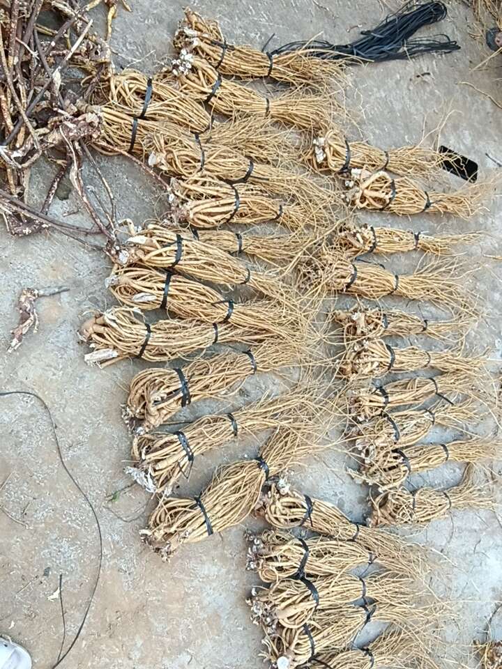 两年货，石参根
