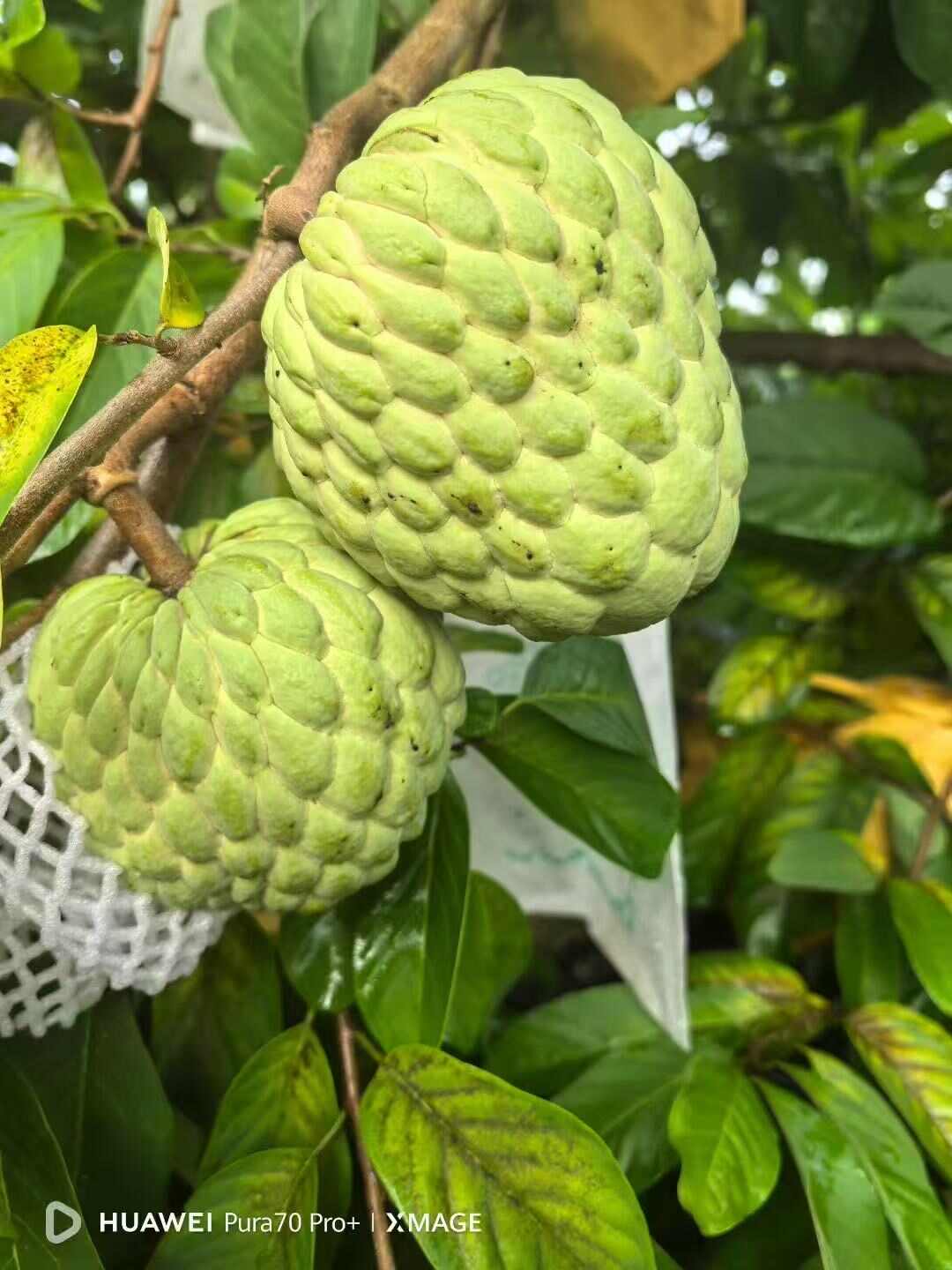 海南番荔枝（释迦果）凤梨释迦果，批发全国发货