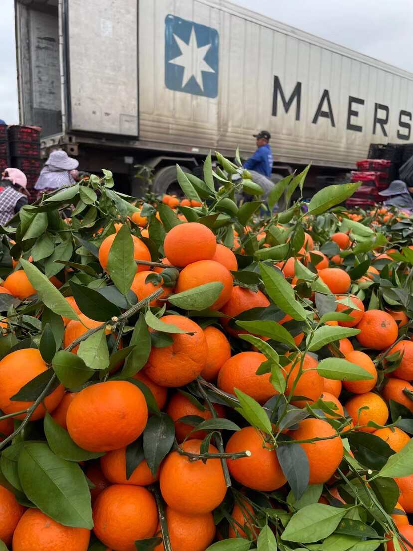 广西沃柑外贸出口东南亚国家，俄罗斯哈萨克斯坦等中亚国家，代发