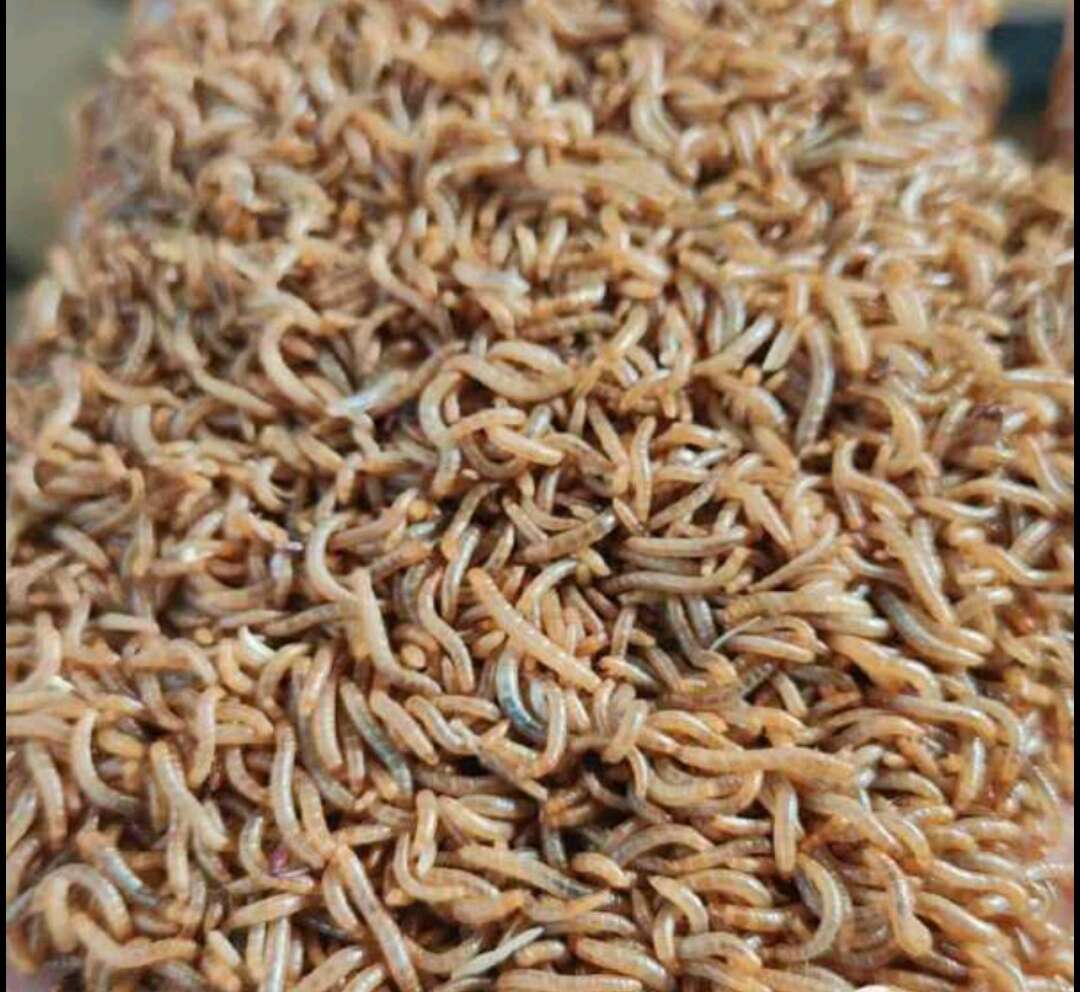 面包虫/黄粉虫活体大小虫/虫沙售卖