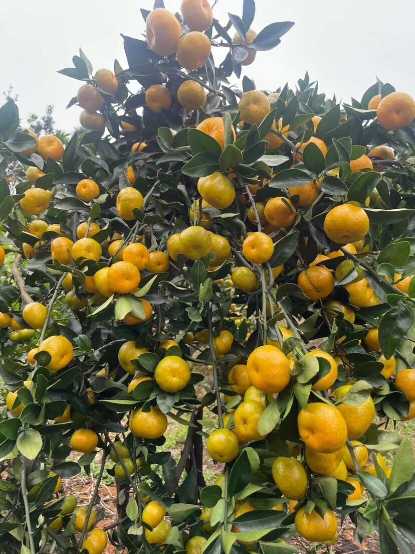 广西南丰蜜桔代办代发包装，越南货，长叶子越南果，货源充足
