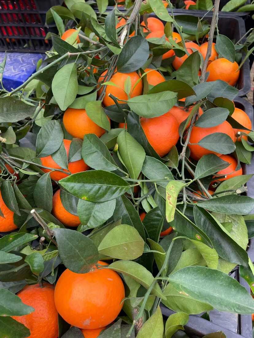 广西沃柑外贸出口东南亚国家，俄罗斯哈萨克斯坦等中亚国家，代发