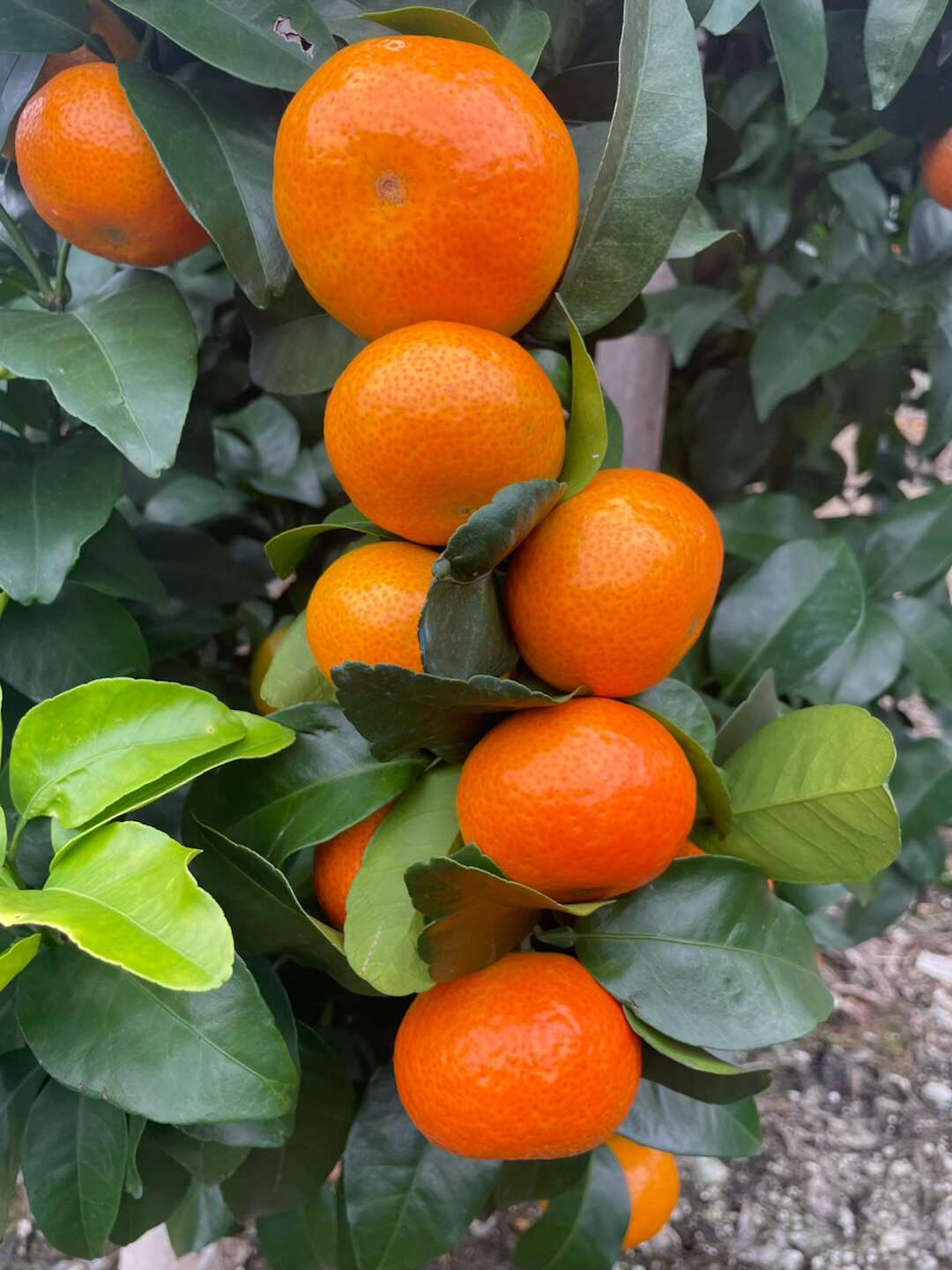 广西金秋砂糖橘外观靓丽，口感风味佳，细嫩化渣，入口即化。