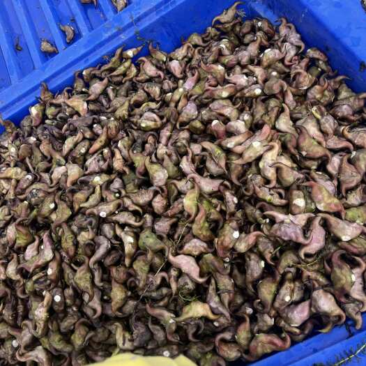 射阳县江苏盐城射阳县自家养殖大量菱角