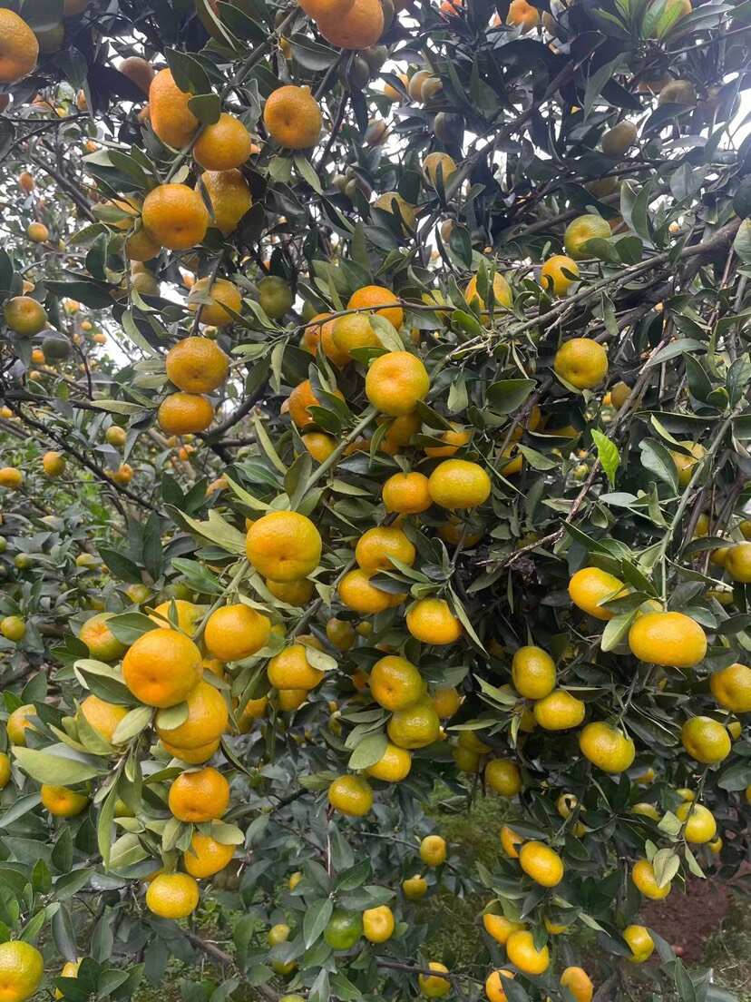 广西南丰蜜桔代办代发包装，越南货，长叶子越南果，货源充足