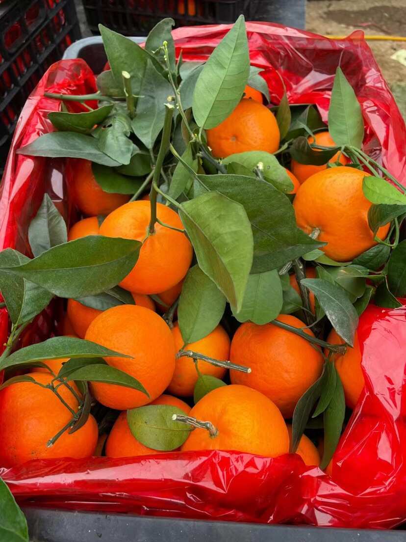 广西沃柑外贸出口东南亚国家，俄罗斯哈萨克斯坦等中亚国家，代发