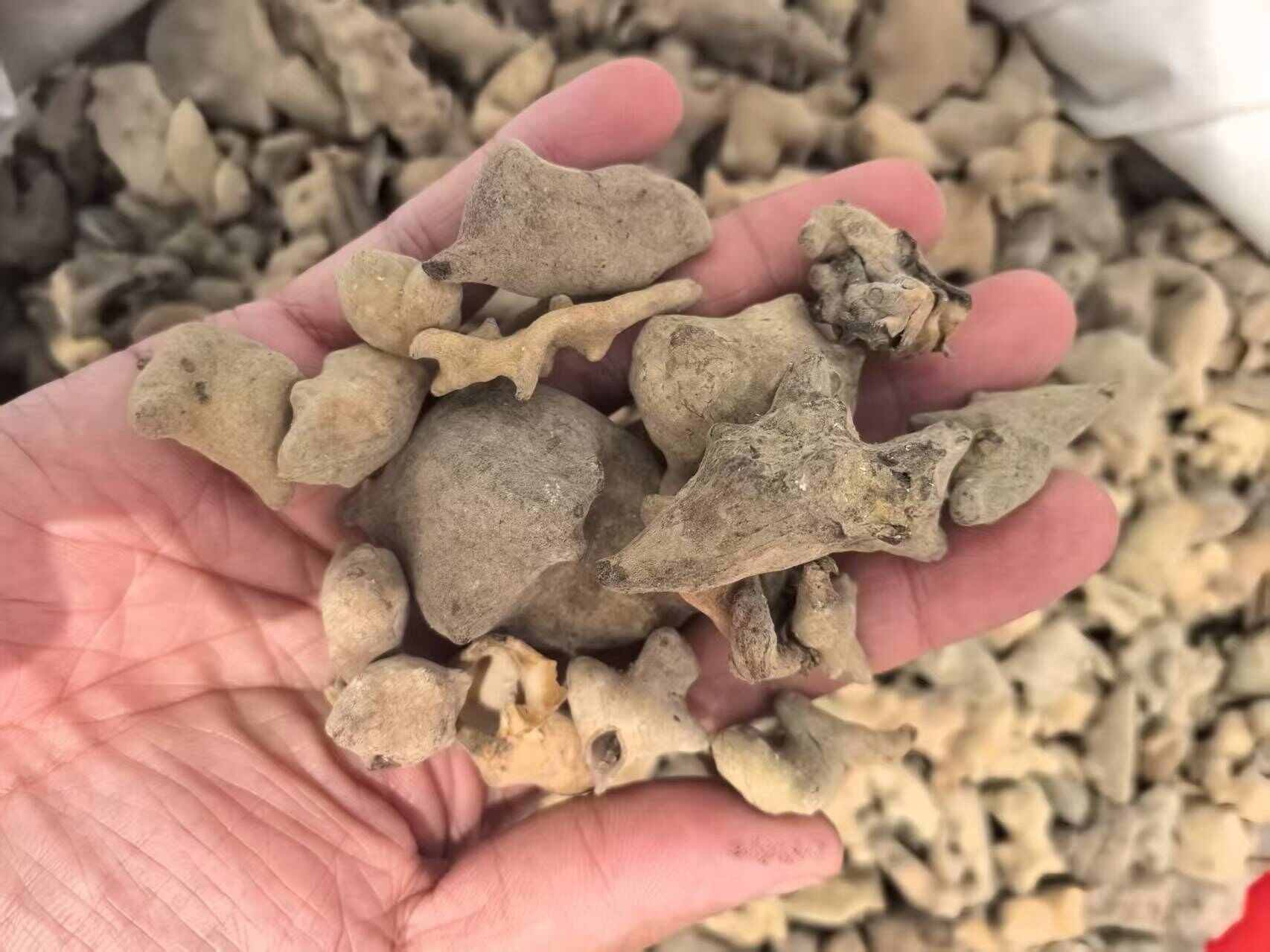 五倍子 花倍 独角倍【假一赔十】