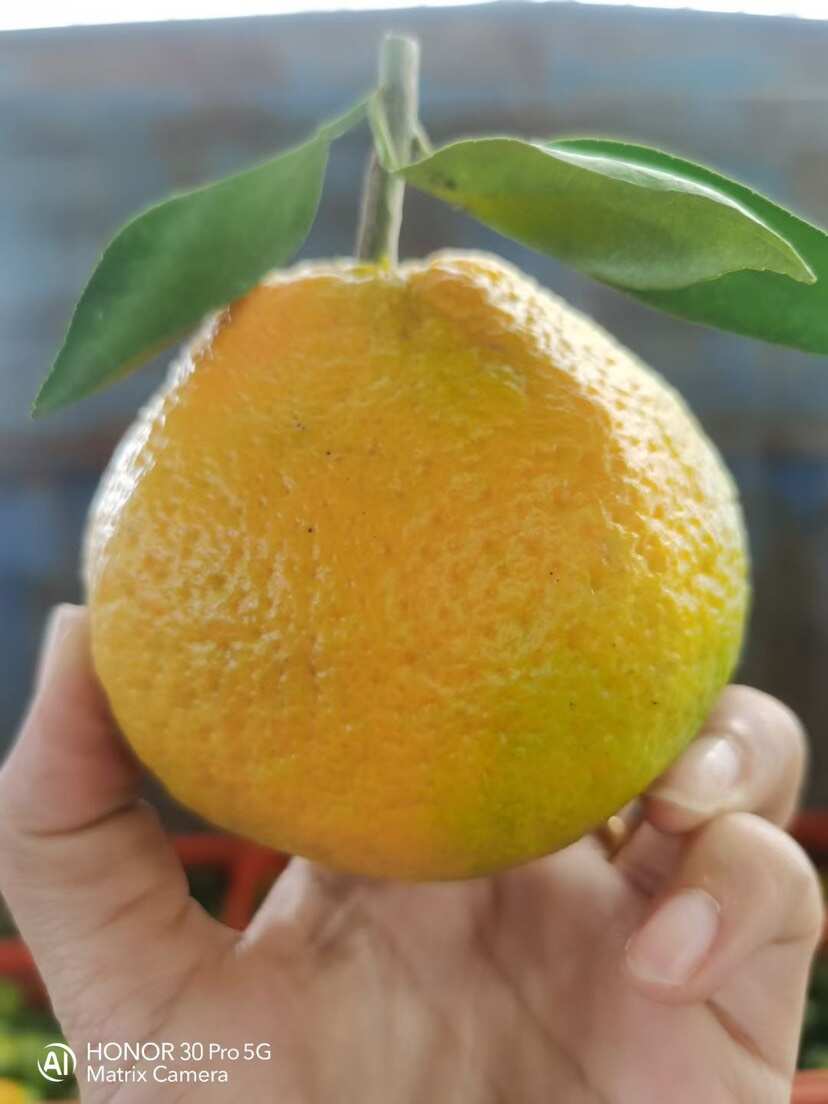 假丑橘，不知火，大炮柑，大量有货，宜昌核心产品，一手货源。