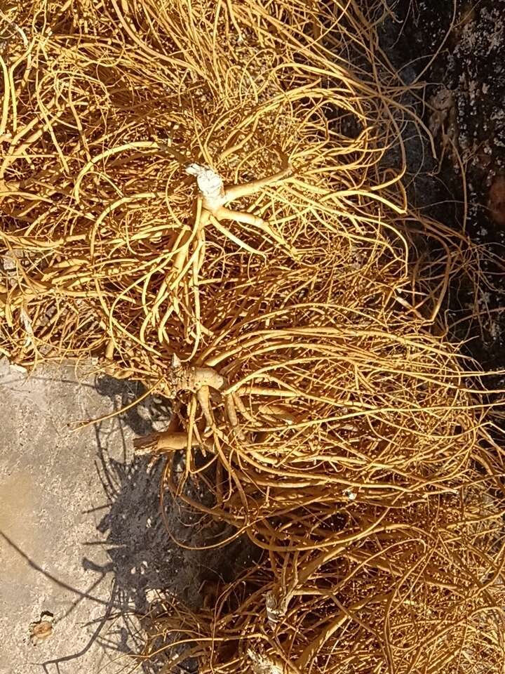 两年货，石参根