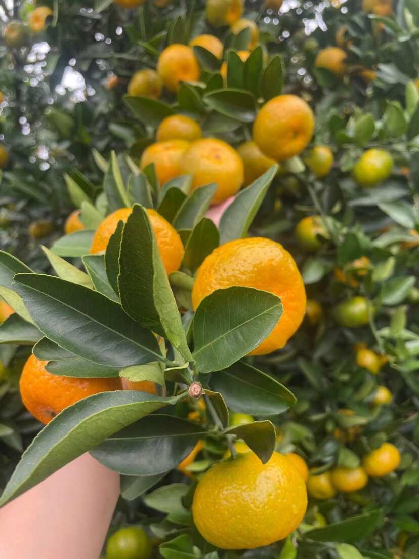 广西南丰蜜桔代办代发包装，越南货，长叶子越南果，货源充足