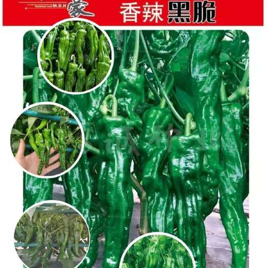 武汉辣椒种子  香辣黑脆薄皮椒种籽早熟杂交皮薄质脆辣味香浓青果深