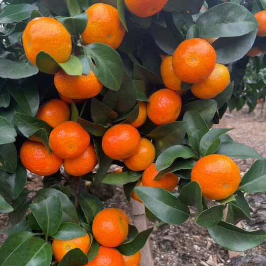 南宁广西金秋砂糖橘外观靓丽，口感风味佳，细嫩化渣，入口即化。