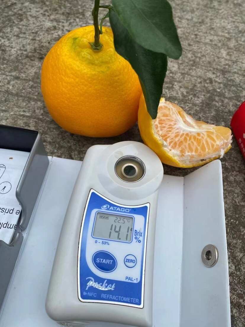 假丑橘，不知火，大炮柑，大量有货，宜昌核心产品，一手货源。