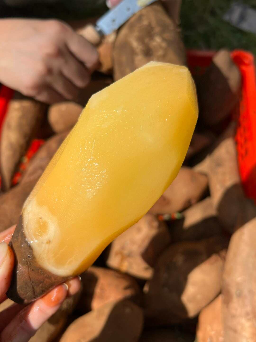 云南天山雪莲果爽脆香甜香味浓郁自然生长，皮薄易剔
