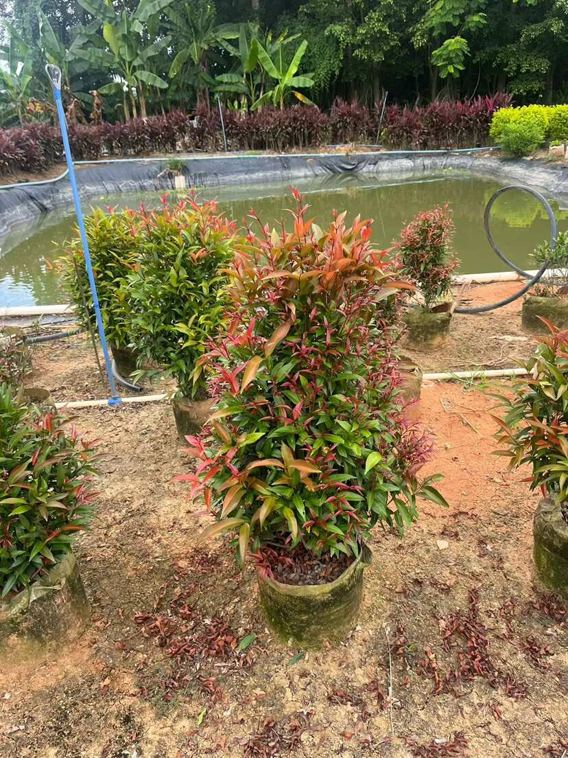 云南景洪红车苗木 带土球