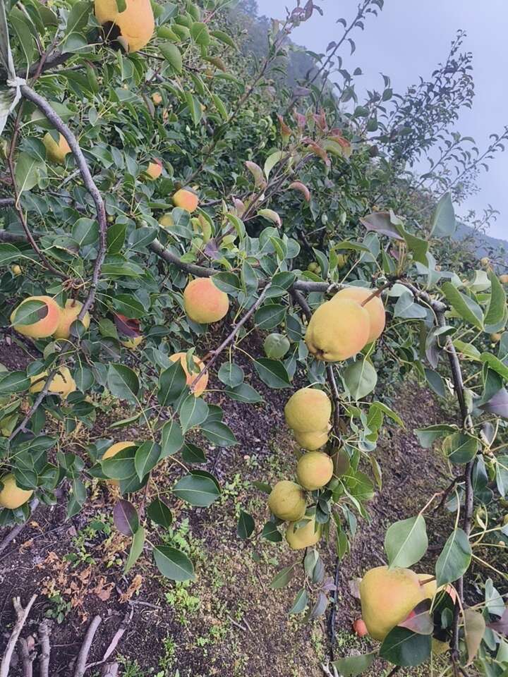 庄河红肖梨