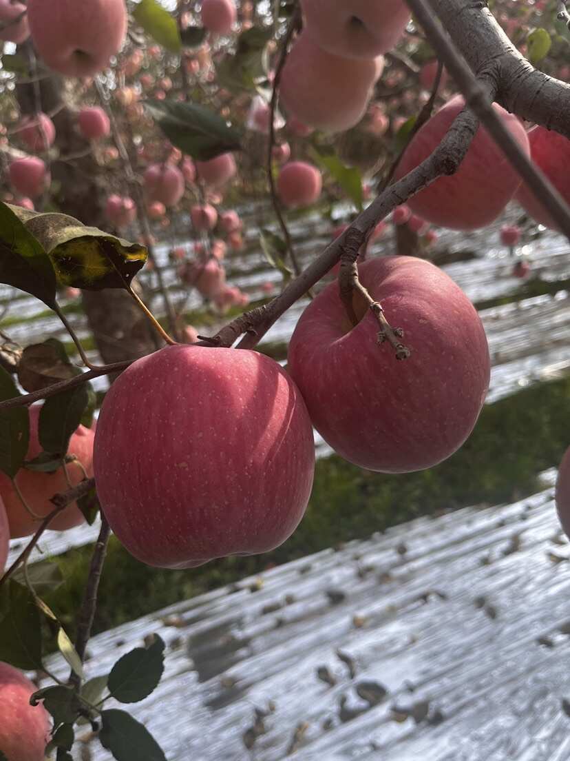 红富士苹果脆甜陕西苹果