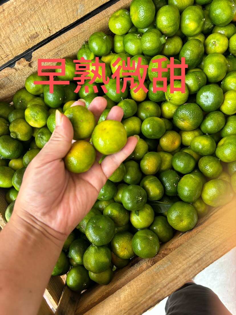 南丰县农夫自家种植南丰蜜桔现摘现发新鲜果粒水份饱满精品果