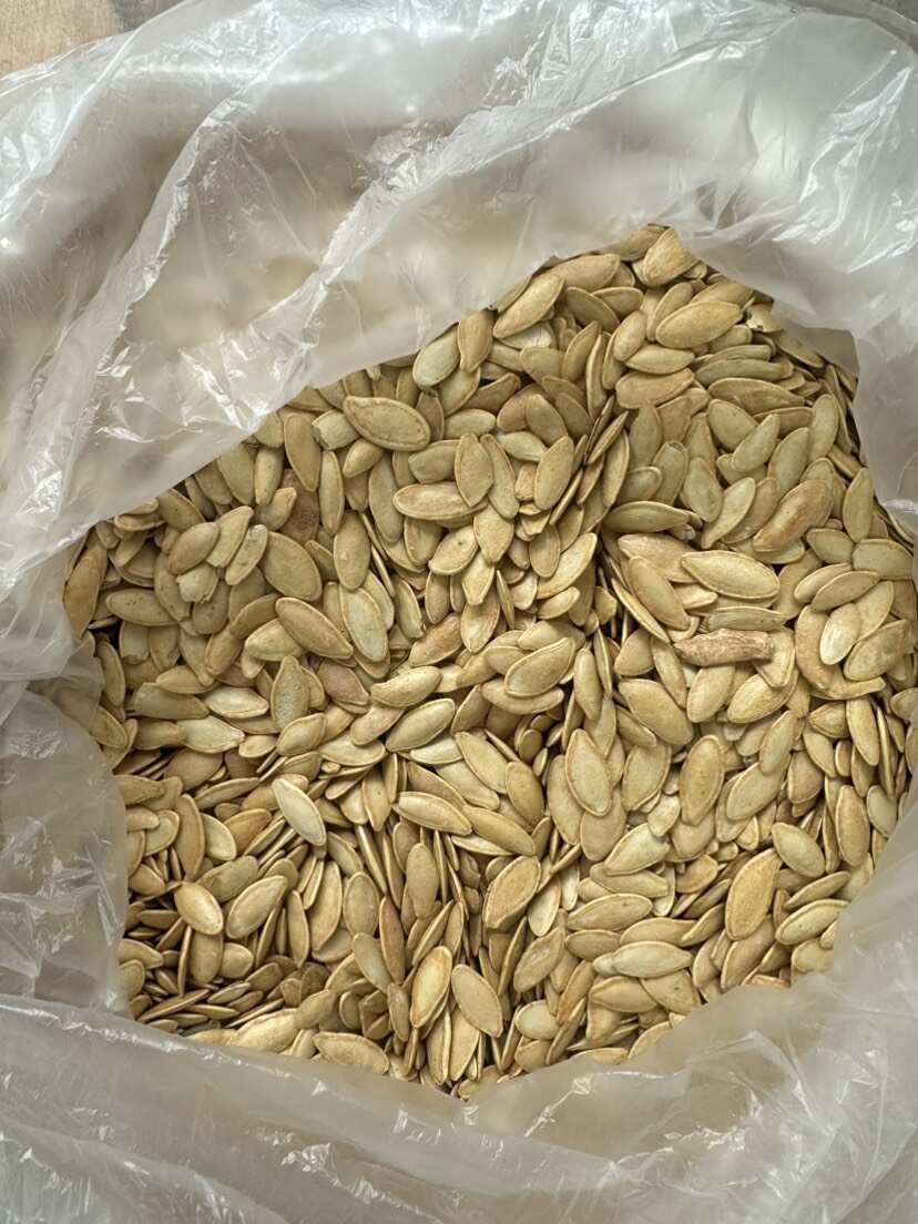 美人甲瓜子